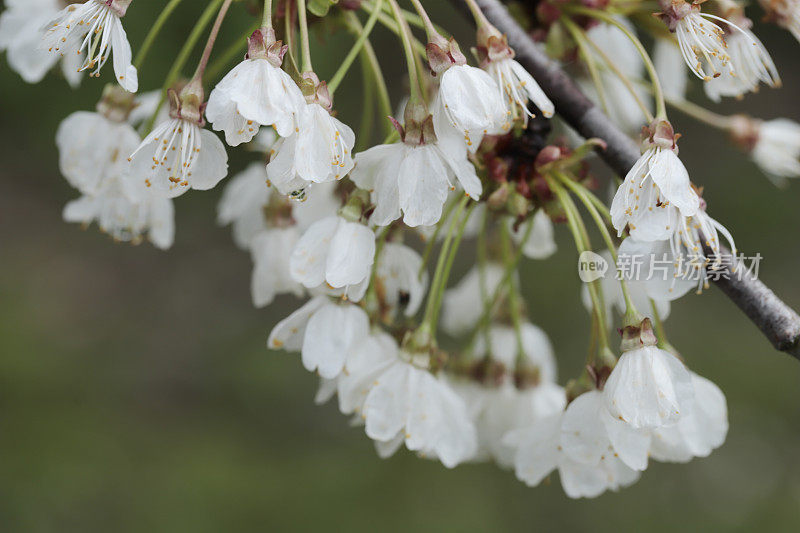 野樱桃(Prunus avium)花